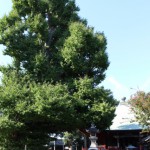 勝福寺　大銀杏